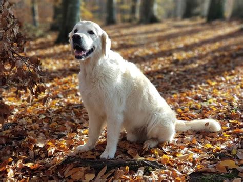 Perro Blanco Tendido En El Suelo Foto Premium