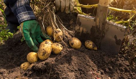 When And How To Plant Potatoes Seasonal Cornucopia