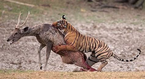 tigre du bengale caracteristiques habitat nourriture comportement