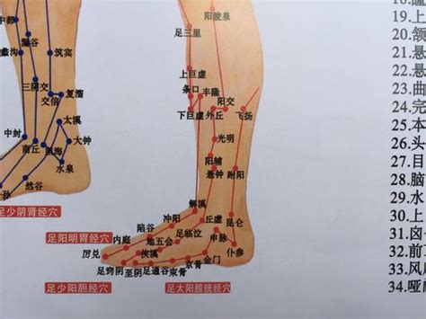 人体腿部经络位置图2配图网