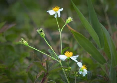 Spanish Needle – THE TRAVELING SENIORS