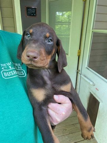 Doberman Pinscher For Sale In Greene County Petzlover