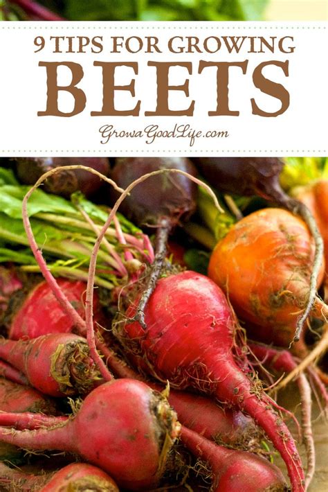 How To Grow Beets From Seed To Harvest Growing Beets Vegetable