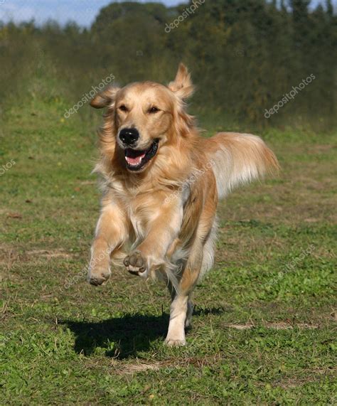 Running golden retriever — Stock Photo © cynoclub #2132069