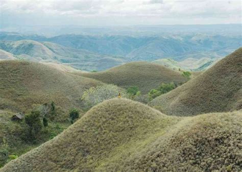 baju adat koteka ketahui asal usul  maknanya indonesiajuara