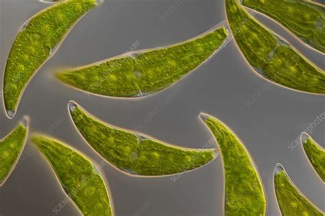 Closterium Moniliferum Algae Light Micrograph Stock Image C057