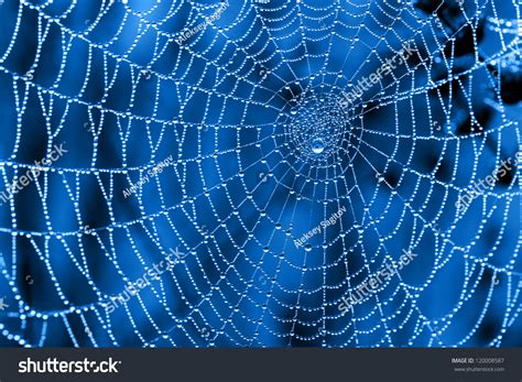 Cobweb With Dew Drops On A Blue Background Stock Photo 120008587