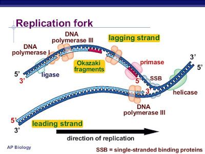 DNA Replication