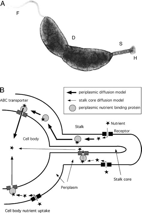 A Nutrient Uptake Role For Bacterial Cell Envelope Extensions Pnas