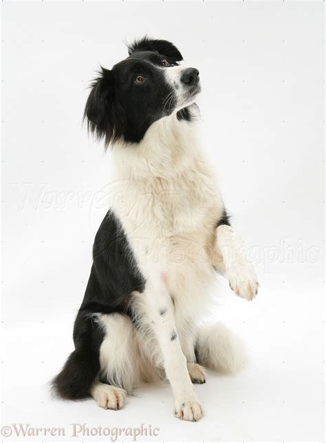 Dog Border Collie Holding Up Paw Photo Wp18906