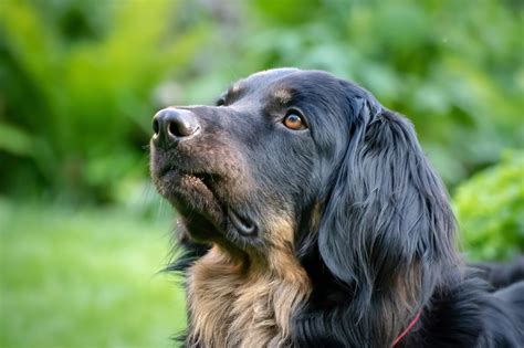 Perro Grande Negro - Foto gratis en Pixabay - Pixabay