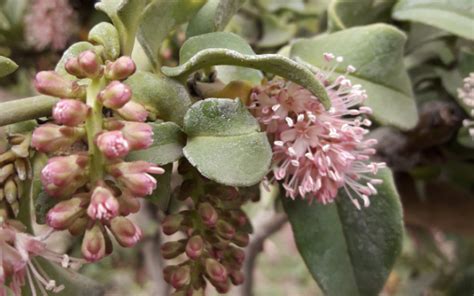 Trepadoras Nativas Vivero Pumahuida