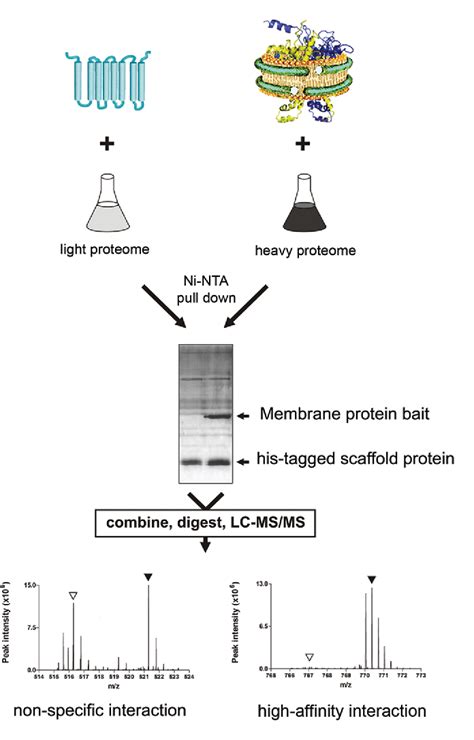 Figure 1 From Nanodiscs And Silac Based Mass Spectrometry To Identify A Membrane Protein