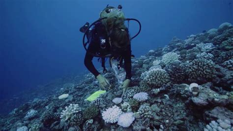 Vidéo la vie sous marine prospère malgré le réchauffement des océans