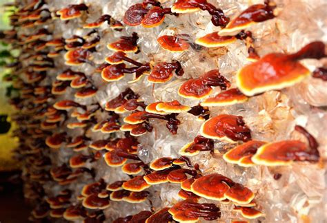 Natural Anti Aging Herbs How Reishi Mushroom Beautifies The Body