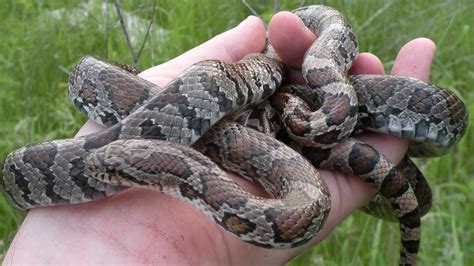 An Epic Day Of Herping In New York Herping 2017 Youtube