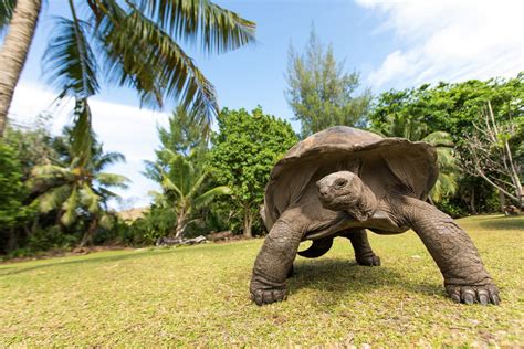 La tortuga más grande del mundo Todo lo que necesitas saber