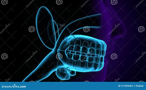 Kehlkopf Und Pharynx Anatomie Des Menschlichen Atmungssystems D Stock