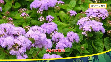 Ageratum Tips Menanam Untuk Hasil Lebih Maksimal