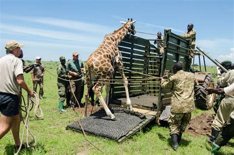 What Are The Major Roles Of Uganda Wildlife Authority? | Uganda