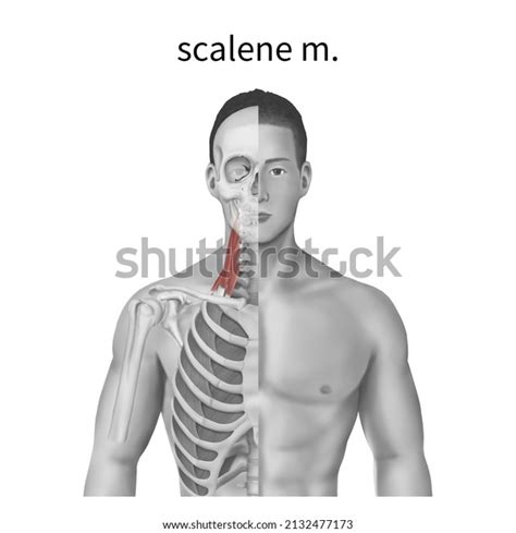 3d Medical Illustration Explain Scalene Muscle Stock Illustration