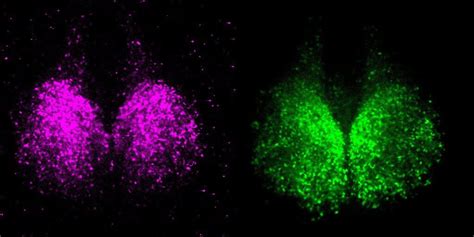 New study deepens understanding of the regulation of circadian rhythms ...