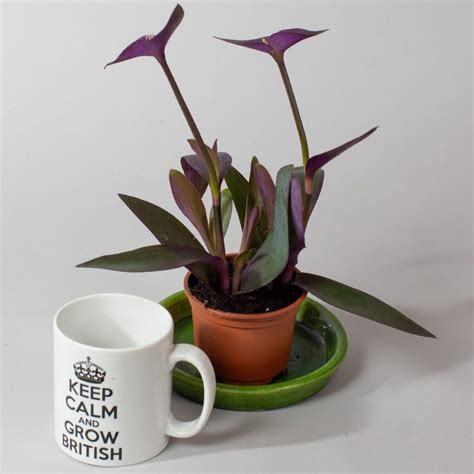 Tradescantia Pallida 9cm pot - Opperman Plants Ltd