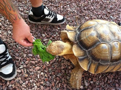 The Testudo Tortoise [2022 Step-by-Step Care Guide]