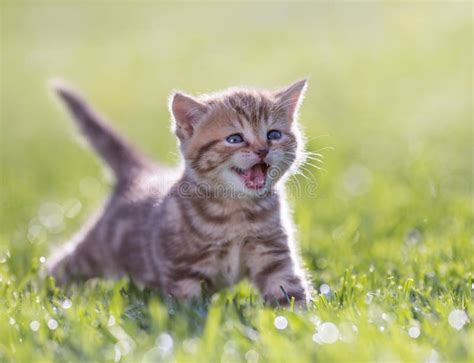 Young Funny Cat Meowing in Green Grass Stock Photo - Image of feline ...