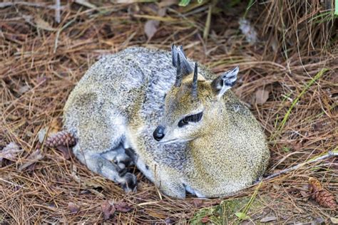 Klipspringer antelope stock image. Image of mammal, wildlife - 264376223