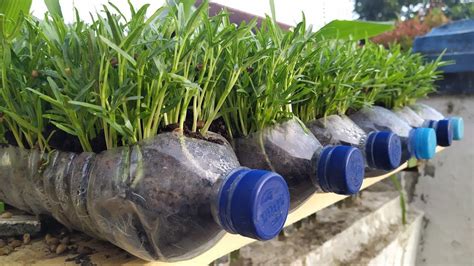 Terbaru Cara Menanam Sawi Hijau Di Botol Aqua Hidroponik Botol