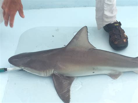 What is a Sand Shark? – Southern Fried Science