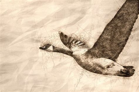 Sketch of a Canada Goose Flying in a Blue Sky Stock Illustration ...