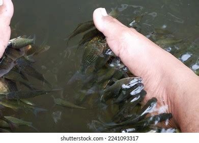 Tawa Prawns Over Royalty Free Licensable Stock Photos Shutterstock