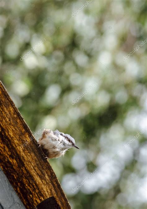 Nuthatch Sitta Europaea Un Peque O P Jaro Cantor Con Un Pico Largo Y