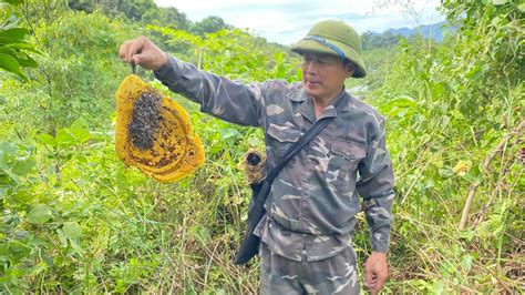 Collecting Wild Bees And Harvesting Wild Honey In The Traditional Way