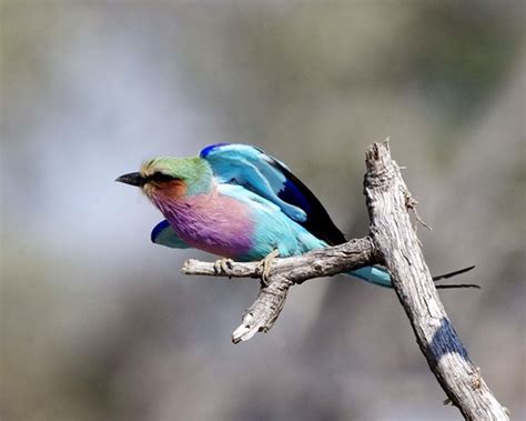 Lilac Breasted Roller Coracias Caudatus Lilac Breasted R Flickr