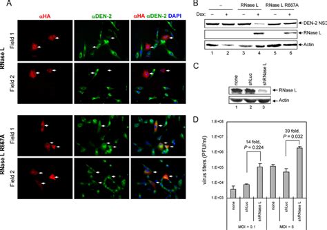 The Anti Den Effect Of Human Rnase L A A Cells Were Transduced