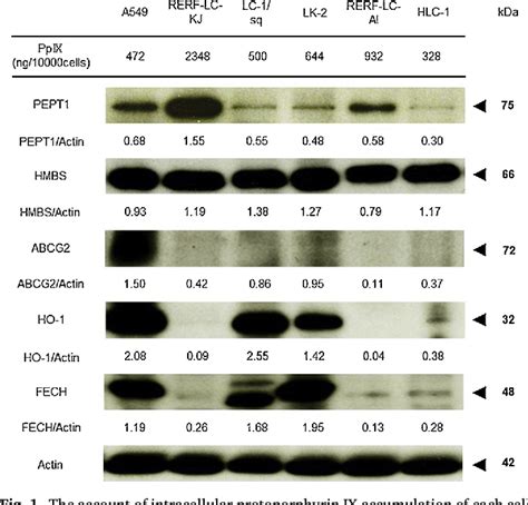 Figure 1 From Expression Of Peptide Transporter 1 Has A Positive