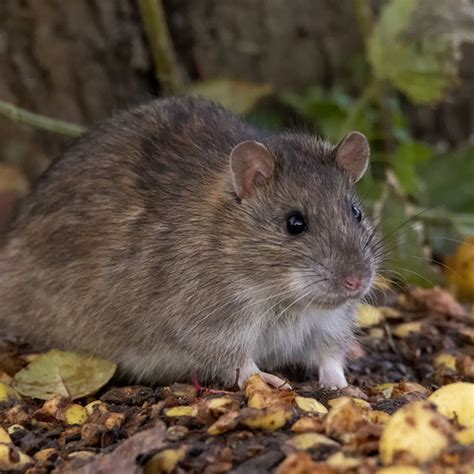 Rata gris asiática Rattus norvegicus