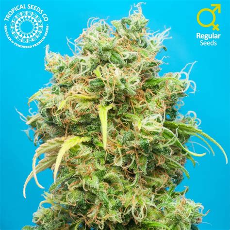 Ciskei - Strain Information - Cannaconnection.com - Strain Information