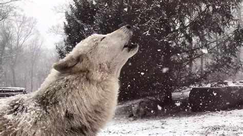 Grey Wolf Howling In Snow