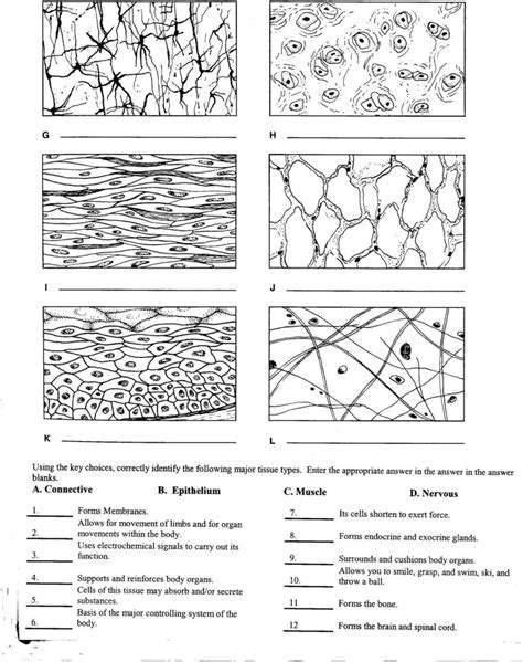 TIssue Worksheet Biology Worksheet Tissue Types Tissue Biology