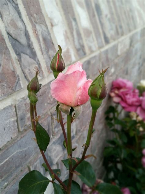 Free Images : nature, blossom, flower, petal, bloom, floral, natural