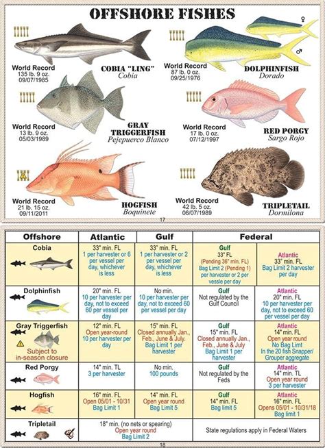 Florida Saltwater Fish Season Calendar 2025 Sandi Cordelie