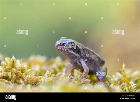 Baby frog hi-res stock photography and images - Alamy