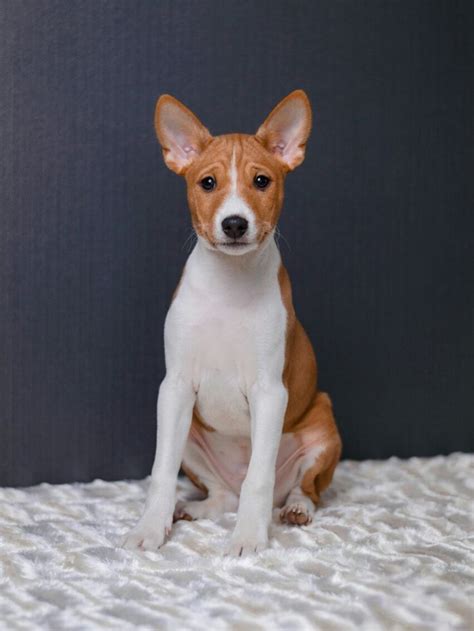 Basenji Puppies For Sale | Euro Puppy | Basenji puppy, Basenji dogs ...