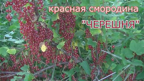 Обзор сорта смородины "Красная Виксне". Местное название этой смородины ...