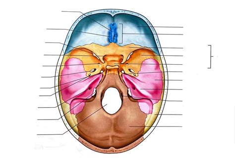 Superior View Of Floor Of The Cranial Cavity Diagram Quizlet