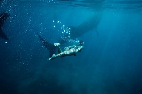 Swimming with Whale Sharks in the Maldives | The Maldives Travel